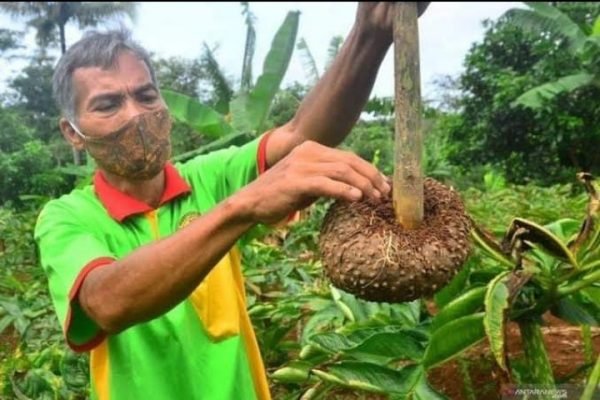 Porang; Tanaman Ajaib dengan Beragam Manfaat