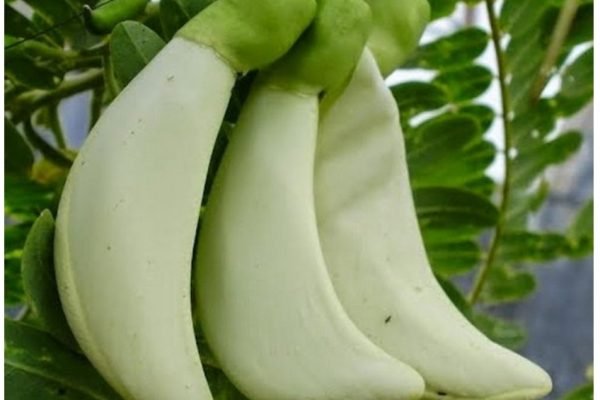 Manfaat Bunga Turi Untuk Kesehatan Tubuh
