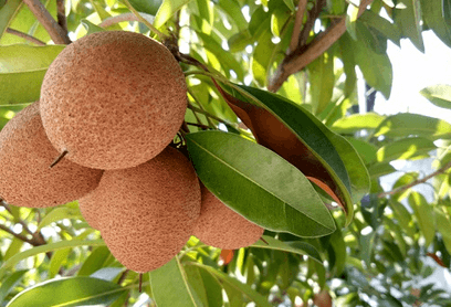 Mengenal 8 Manfaat Buah Sawo untuk Kesehatan
