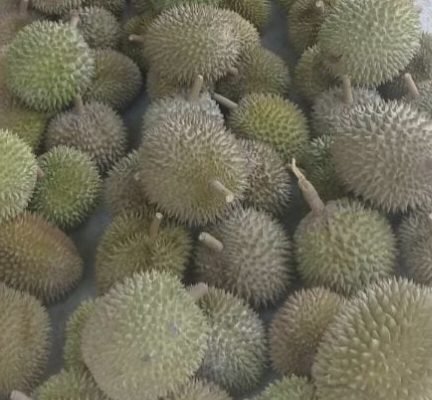 Manfaat Durian untuk Kesehatan