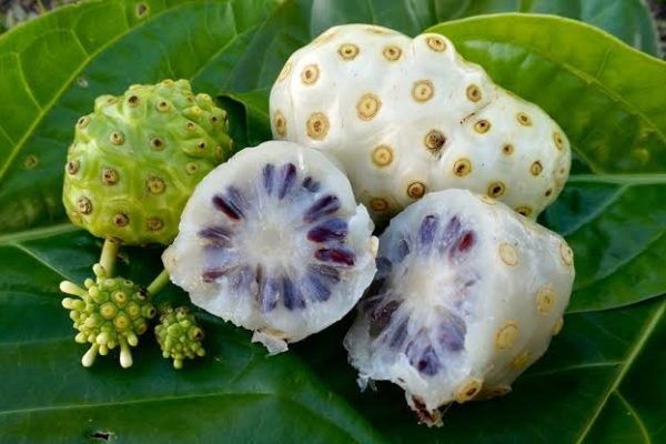 Tujuh Manfaat Buah Mengkudu Bagi Kesehatan yang Jarang Diketahui