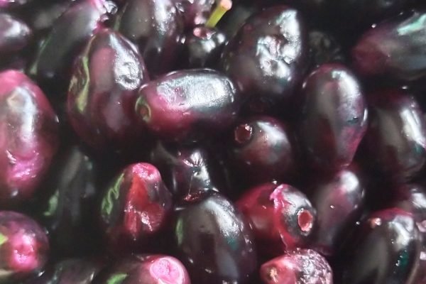 Manfaat Buah Juwet Bagi Tubuh
