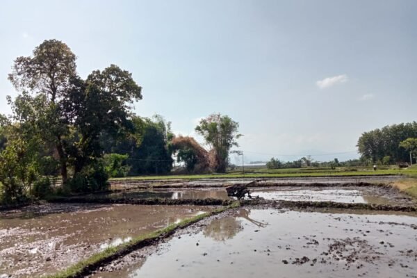 Update Harga Pupuk Non Subsidi di Ponorogo Hari Ini 7 Juni 2024: Petani Harus Tau!