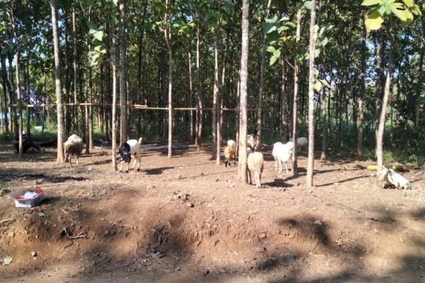 Fakultas Dakwah dan Komunikasi Islam INSURI Ponorogo Salurkan Hewan Qurban di Beberapa Lokasi