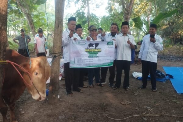 Implementasikan Islam Rahmatan Lil ‘Alamin, LAZISNU – MWC NU Bungkal Salurkan Hewan Qurban di Ranting NU Desa Bekare