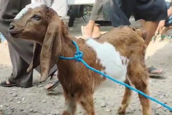Tips Membersihkan Kepala Kambing Hasil Qurban Idul Adha