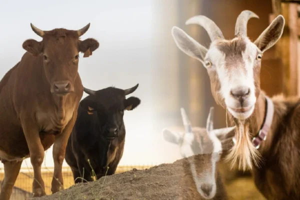 Hati-Hati! Penyakit Ini Sering Muncul Setelah Idul Adha Usai Konsumi Daging Kambing Berlebihan