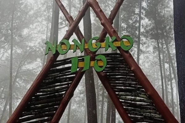 Melarikan Diri ke Alam: Menyusuri Keindahan Hutan Pinus Nongko Ijo Kare