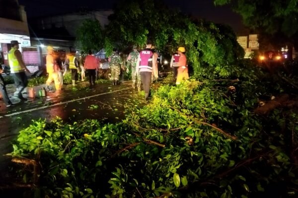 Pohon Beringin Tua di Ponorogo Tumbang Diterpa Hujan Deras