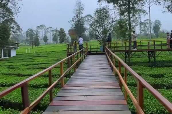 Kebun Teh Tambi Wonosobo: Destinasi Asri di Lereng Gunung Sindoro