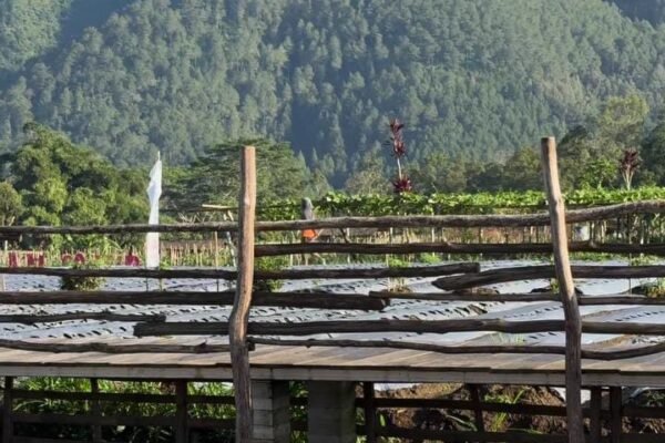 Menikmati Pesona Hutan Desa Magelang, Spot Terbaik untuk Mengagumi Gunung Andong