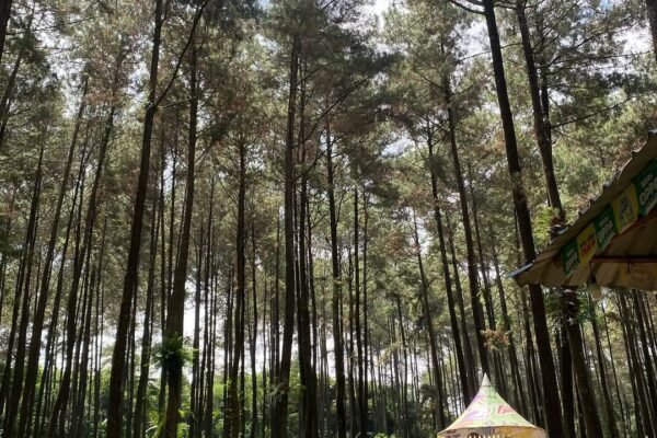 Ngadem di Hutan Pinus Prabanlintang, Tempat Tenang Favorit Anak Muda Tegal