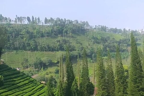 Dingin, Damai, dan Hijau: Menelusuri Keindahan Agro Wisata Serah Kencong