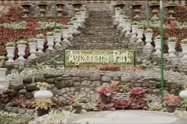 Menelusuri Keindahan Aglaonema Park, Taman Aglaonema Terbesar se-Indonesia
