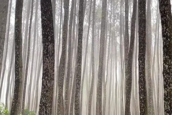 Pelarian Syahdu ke Selatan Jogja: Menikmati Tenangnya Pinus dan Serunya Aktivitas Alam