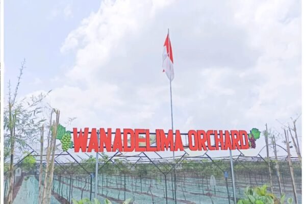 Wanadelima Orchard: Wisata Petik Buah Plus Aktivitas Seru yang Ramah Keluarga