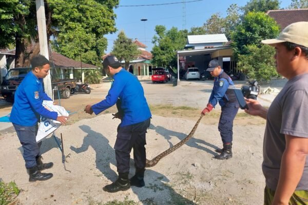 Damkar Ponorogo Evakuasi Ular Piton di Desa Gandu…Terimakasih Damkar!!!