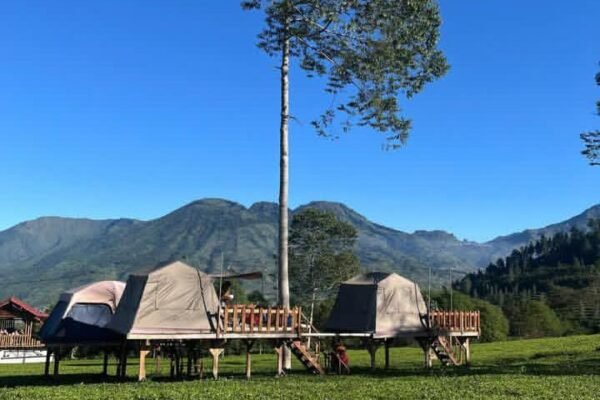 MeditaTea Camp Tambi: Sensasi Menginap di Atas Hamparan Teh dengan Latar Gunung Sindoro
