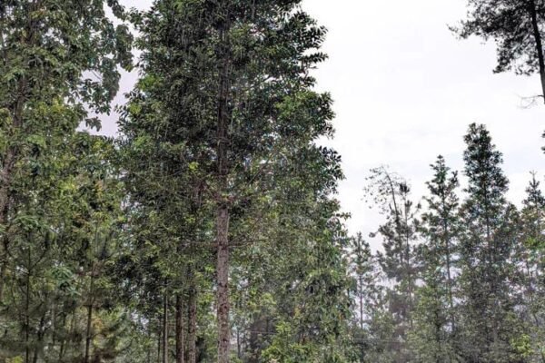 Menyusuri Lereng Merbabu Lewat Spekta Merbabu, Wisata Edukatif yang Penuh Petualangan