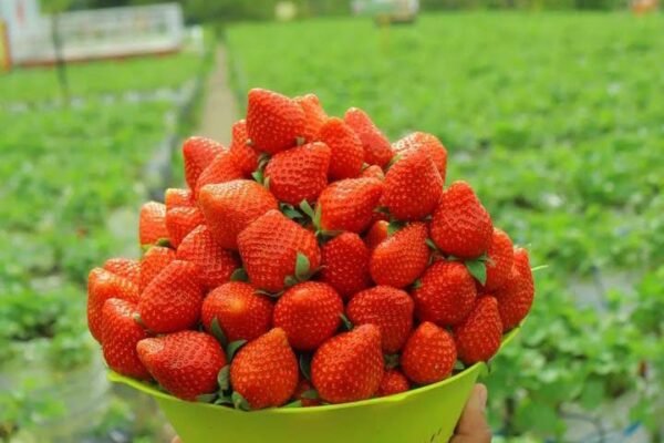 Kebun Inggit Strawberry, Wisata Petik Buah Edukatif dengan Panorama Merapi di Magelang