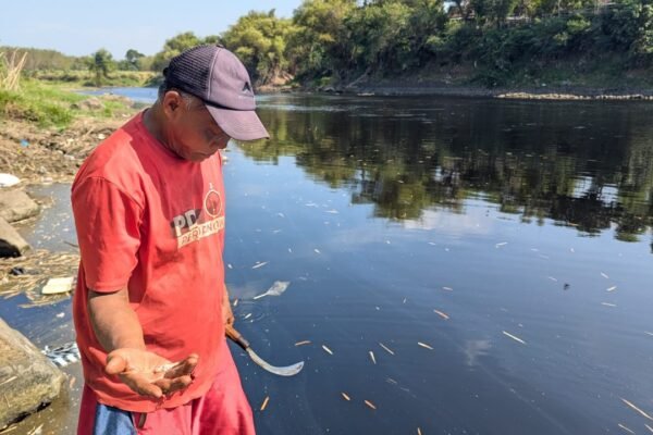 Bengawan Solo di Ngawi Menghitam, Ratusan Ikan Mati Diduga Akibat Limbah