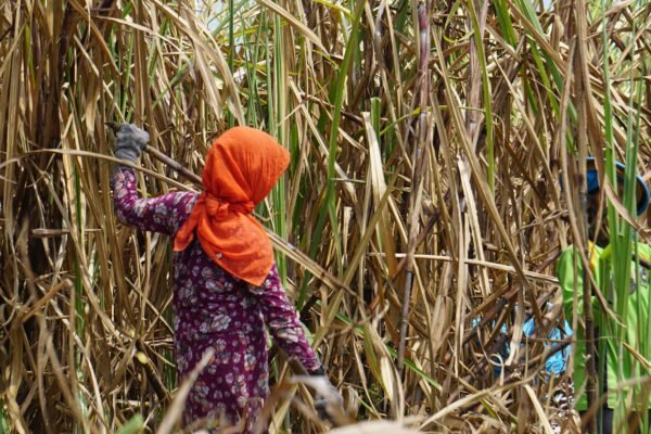 Panen Raya dan Asa Perempuan Penebang Tebu di Magetan