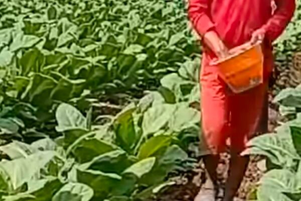 Perang Nikotin Big Tobacco vs Big Pharma, Nasib Buruh, Petani, dan UMKM Terancam