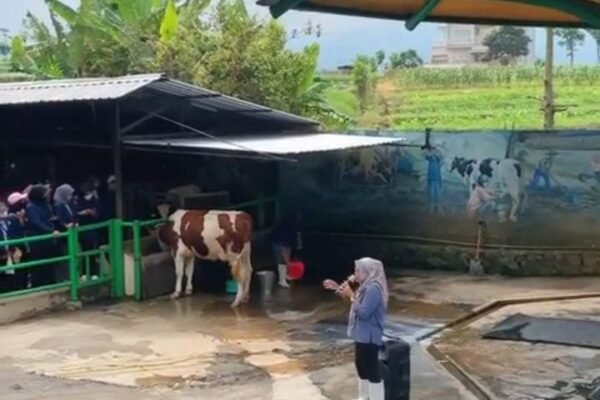 Wisata Edukasi Susu Batu: Belajar Sambil Rekreasi di Jantung Kota Wisata Malang Raya