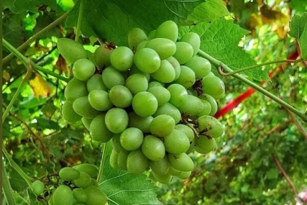 Gamma Grape Experience: Wisata Edukasi Anggur di Malang, Belajar Sambil Liburan