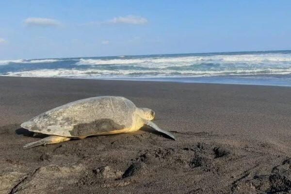 Pantai Goa Cemara: Surga Hijau Bantul dengan Pesona Konservasi Penyu di Tengah Hutan Cemara
